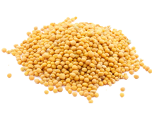 yellow-mustard